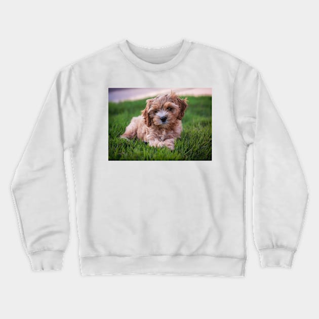 Cute Cavapoo Crewneck Sweatshirt by StacyWhite